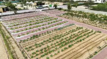 مزرعة مجتمعية نموذجية لدعم الاستدامة والأمن الغذائي في الحمرية